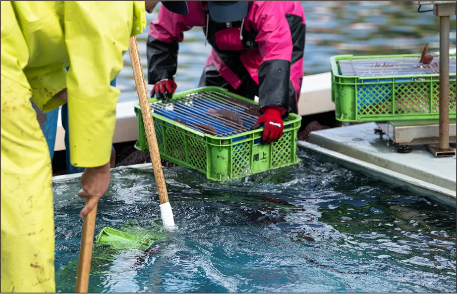 天草の海で育つ真鯛の養殖生簀